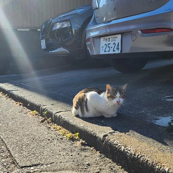 女の子画像
