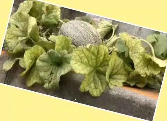 女の子画像 女の子画像